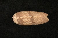 藏品(蠟燭榧螺)的圖片